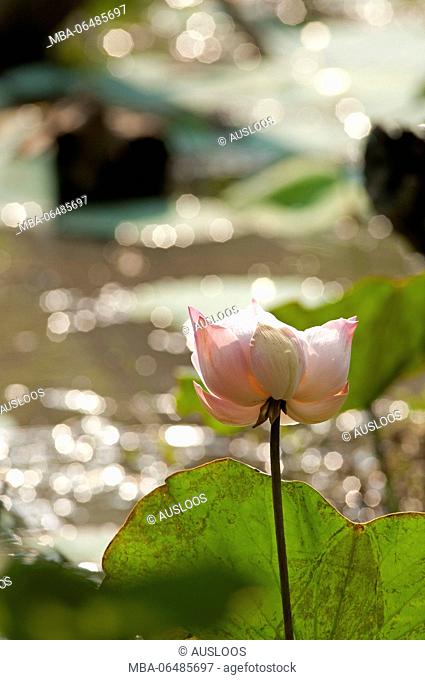 Sacred lotus, Indian lotus (Nelumbo nucifera), Thailand //