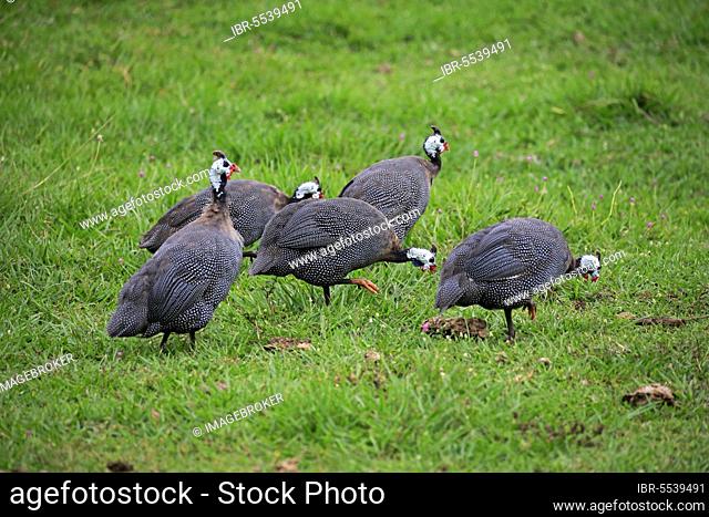 Helmeted Guineafowl (Numida meleagris), group of adults searching for food, Pantanal, Mato Grosso, Brazil, South America