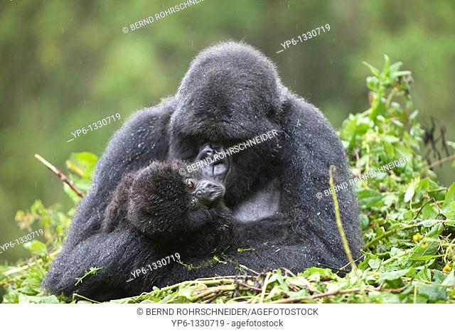 Mountain Gorillas, Gorilla beringei beringei, female with young sitting on nest in rain, Volcanoes National Park, Rwanda