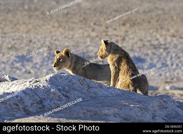 African lions (Panthera leo), two young males on the lookout at the waterhole, in the morning light, Etosha National Park, Namibia, Africa