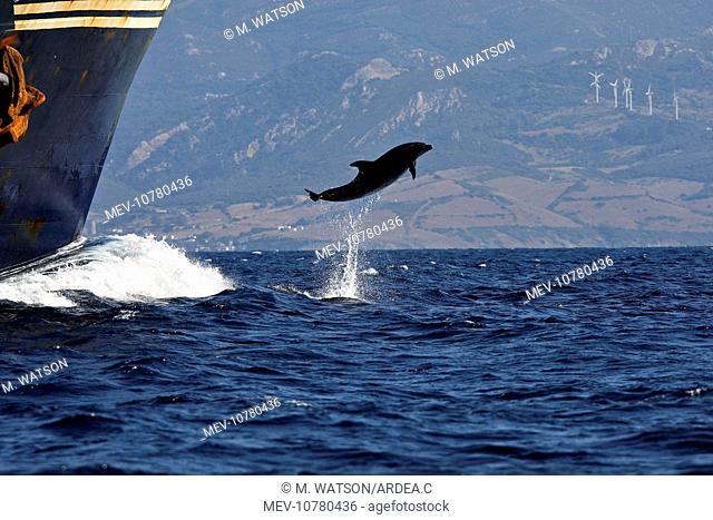 Bottlenose Dolphin - playing / bow riding in front of cargo ship in the strait of Gibraltar (Tursiops truncatus)