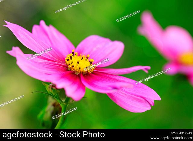 Pink cosmos flower isolated on green. Summer floral background. Selective focus at the flower