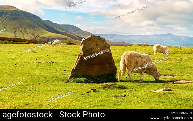 View over the landscape of the Brecon Beacons National Park with a sheep near the Stone circle and Twmpa, seen from Hay Bluff car park in the Black Mountains