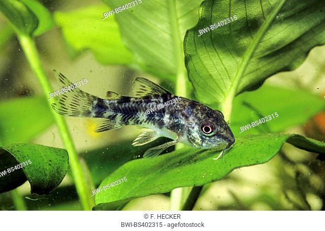 Blue leopard corydoras, Mottled corydoras, Peppered catfish (Corydoras paleatus), swimming