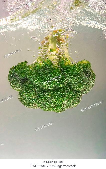 Italian broccoli, sprouting broccoli Brassica oleraceae var. italica, broccoli falling into water