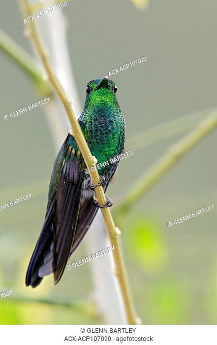 White-vented Plumeleteer (Chalybura buffonii) perched on a branch in the mountains of Colombia, South America