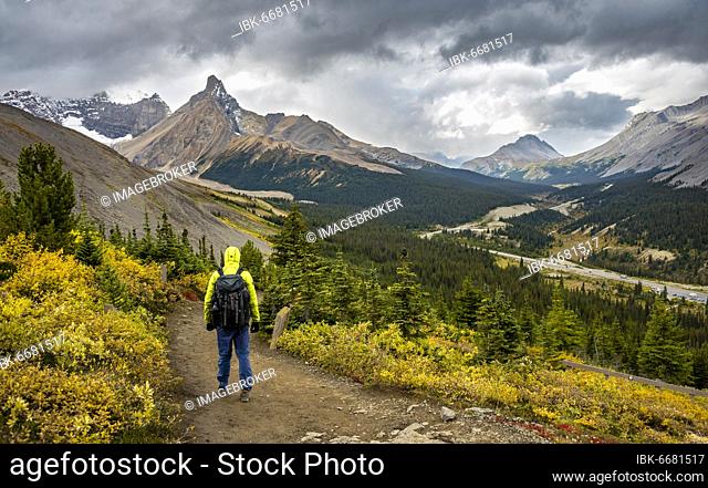 Hiker between autumnal bushes, view of Sunwapta Pass, mountain landscape and glaciers in autumn, mountains Hilda Peak and Mount Wilcox, Parker Ridge