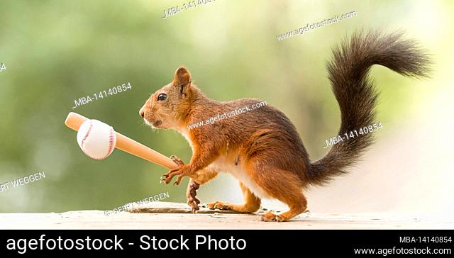 red squirrel holding bat with a ball