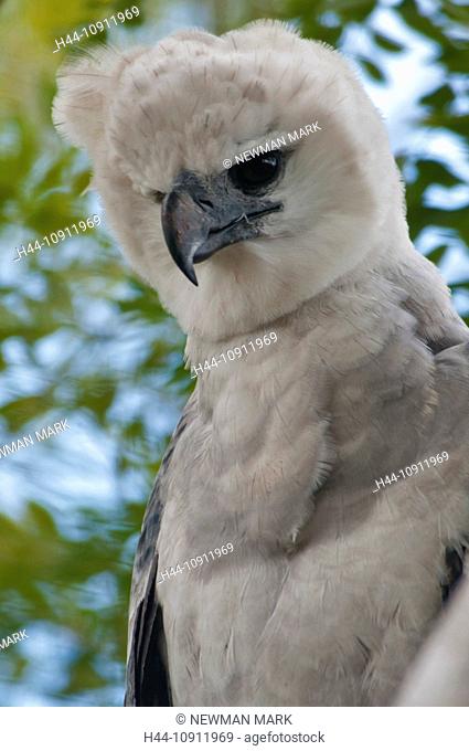 harpy eagle, harpia harpyja, bird, animal, head, white