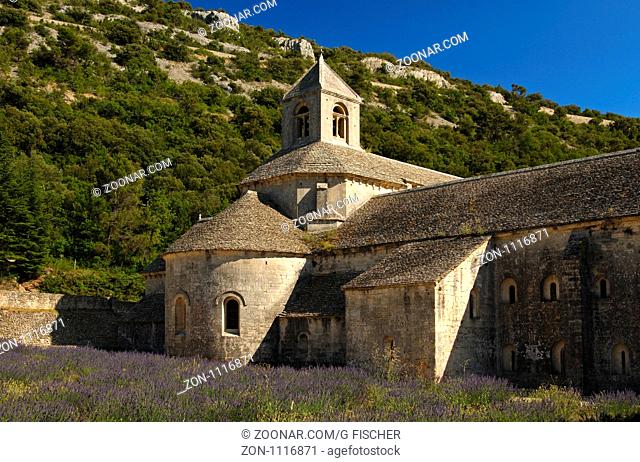 Lavendelfeld an der Abtei Notre-Dame, Zisterzienserkloster Sénanque, Gordes, Provence, Frankreich/ Lavender fields at the Cistercian abbey Notre-Dame, Sénanque