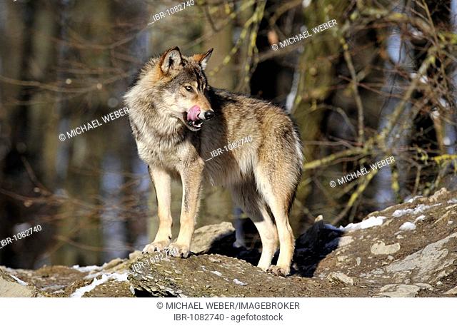 Mackenzie Valley Wolf or Canadian Timber Wolf (Canis lupus occidentalis)