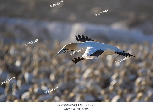 Cape gannet (Morus capensis)