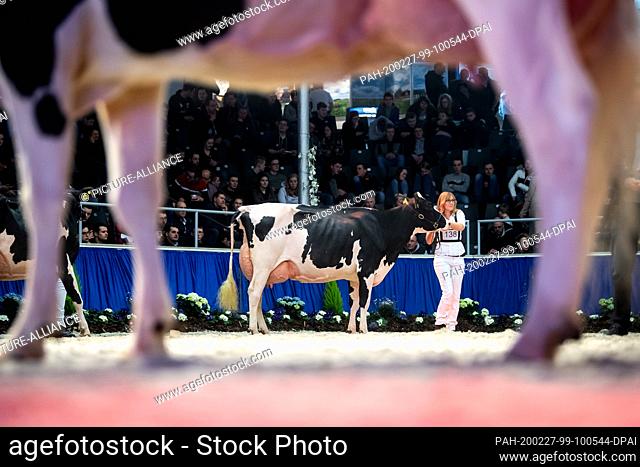 27 February 2020, Lower Saxony, Verden: Cows are guided through the hall at the cattle breeding exhibition ""The show of the best""