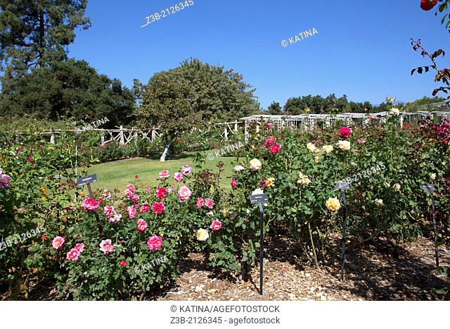 Hybrid tea roses in bloom at the Huntington Gardens and Library, San Marino, California, USA