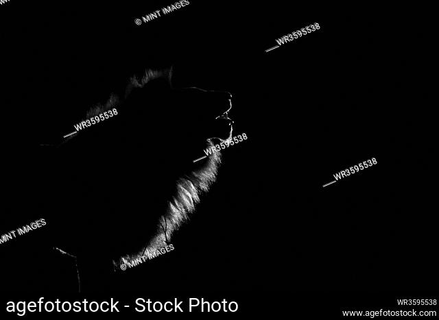 The side profile of a male lion, Panthera leo, lit up by spotlight at night, mouth open