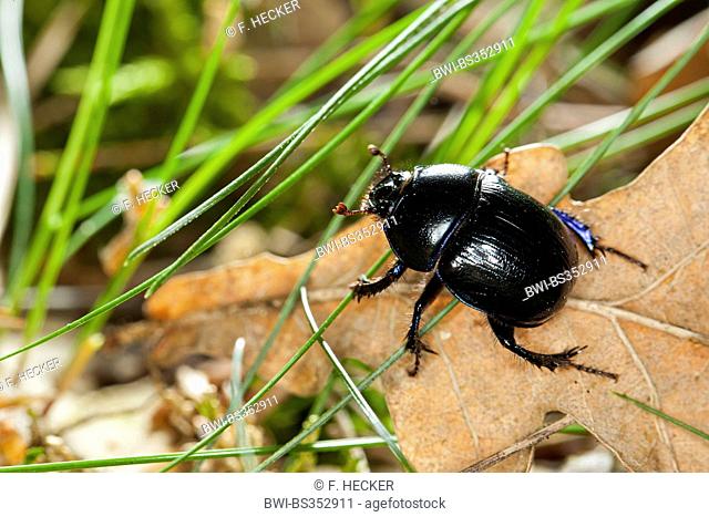 Common dor beetle (Anoplotrupes stercorosus, Geotrupes stercorosus), on forest floor, Germany