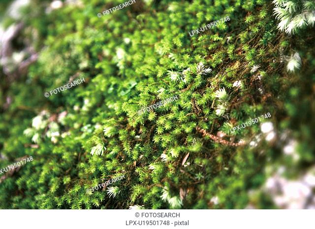 Moss, Yakushima Islands, Kagoshima Prefecture, Japan
