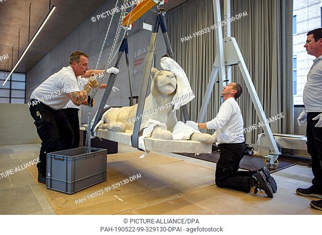 22 May 2019, Berlin: The ""Lying Lion"" by the artist August Gaul from the Rudolf Mosse Collection is lifted onto a pedestal in the James Simon Gallery by a...