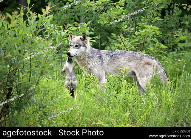 Gray wolf (Canis lupus) with young, Pine County, Minnesota, North America, USA, North America