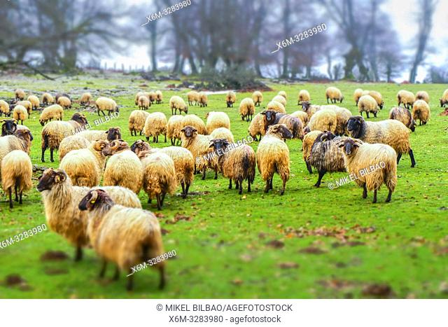 Flock of sheep in a grassland. Urbasa y Andia Natural Park. Navarre, Spain, Europe