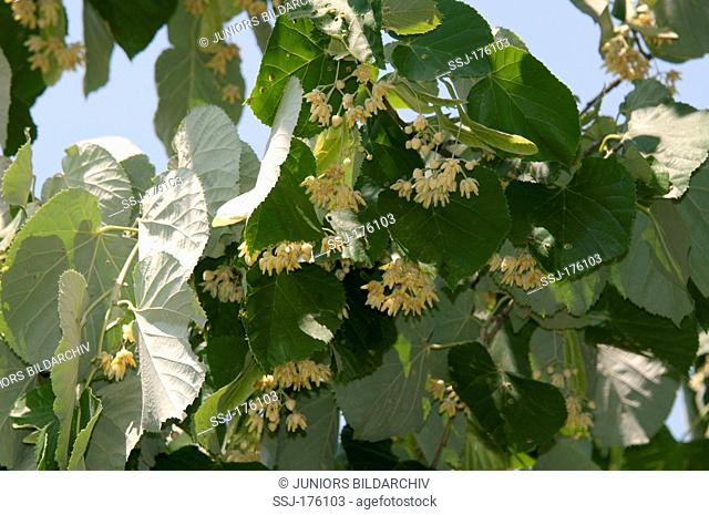Silver Lime, Silver Linden (Tilia tomentosa), flowering twigs