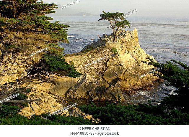 10850783, Usa, Monterey, California, The Lone Cypr