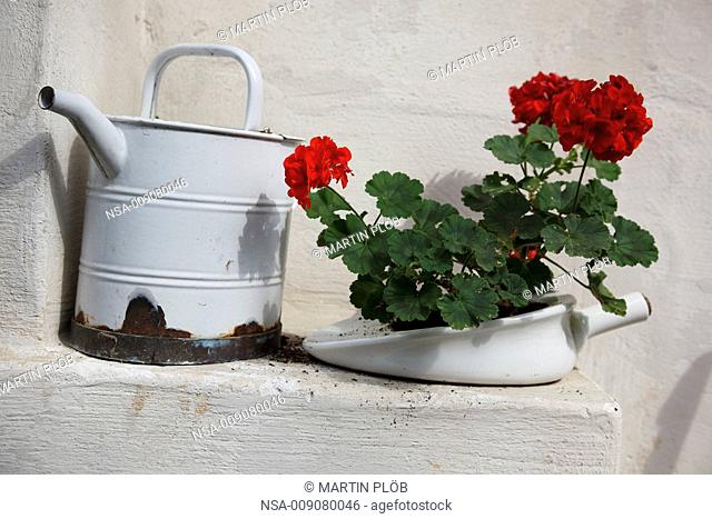 old watering pot and flowers