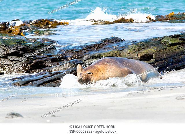 Elephant Seal (Mirounga leonina) young resting in waves, falkland Islands, Sea Lion Island