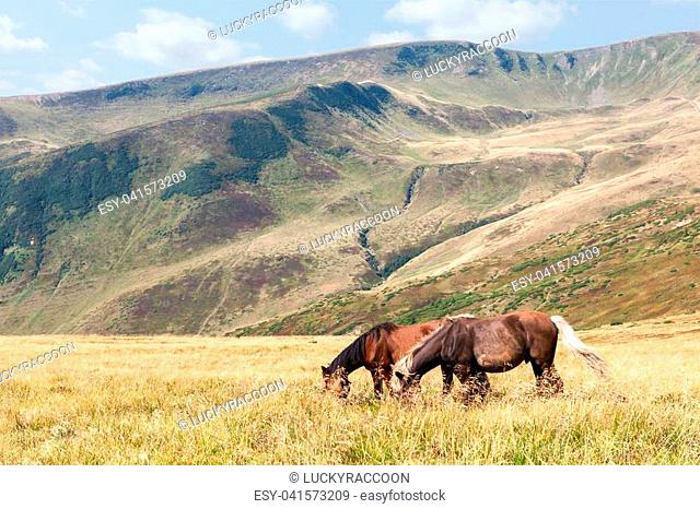 Two wild horses graze against the Carpathian mountains. Ukraine