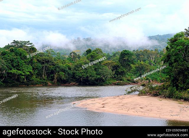 Amazon, View of the tropical rainforest, Rio Napo, Misahualli, Ecuador