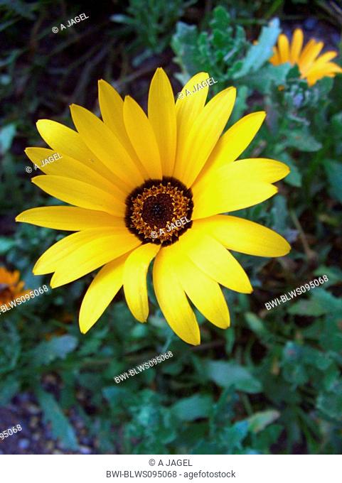 Namaqualand daisy, Cape marigold Dimorphotheca sinuata, inflorescence