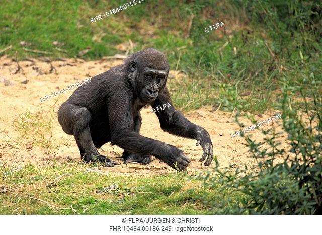 Western Lowland Gorilla (Gorilla gorilla gorilla) young, standing on ground (captive)