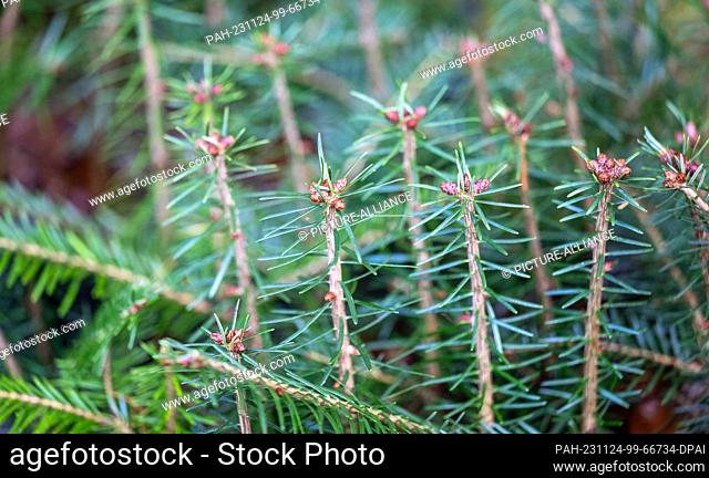 24 November 2023, Saxony, Eibenstock: So-called containers with young silver fir trees are about to be planted in the forest of the Eibenstock forest district