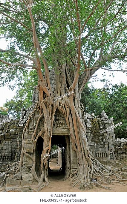 Overgrown roots on old ruins, Ta Prohm Temple, Angkor, Cambodia