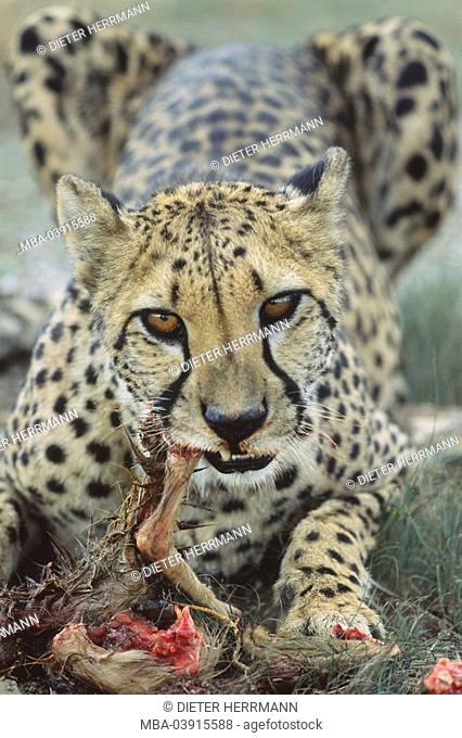Cheetah, Acinonyx jubatus, loot, eating, Africa, southwest-Africa, Namibia, nature, Wildlife, animals, wild animals, mammal, carnivore, predatory cat