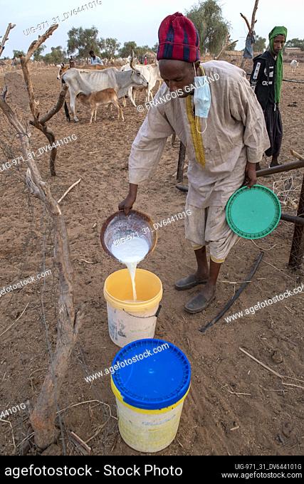 Storage of the evening milking by a Peul herder in Northern Senegal