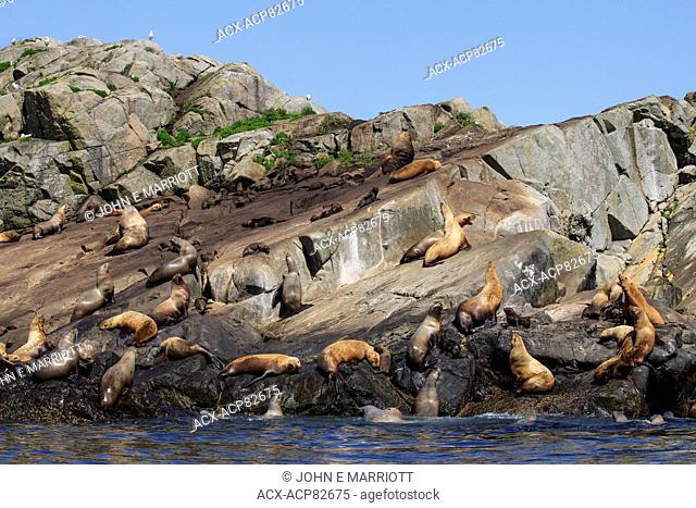 Sea lion rookery, Gwaii Haanas National Park Reserve, Queen Charlotte Islands, BC, Canada