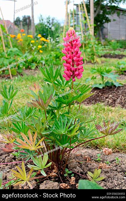 Gallery pink lupin plant, Lupinus polyphyllus, flowering in a rural garden
