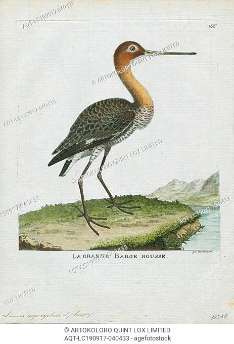 Limosa aegocephala, Print, Godwit, The godwits are a group of large, long-billed, long-legged and strongly migratory waders of the bird genus Limosa