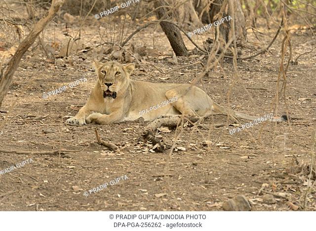 Lion in gir national park, Gujarat, india, asia