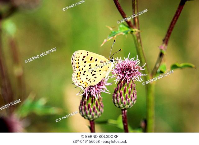 Close-up of a butterfly, rambling on a plant
