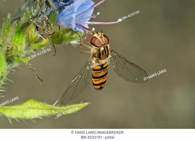 Marmalade hoverfly (Episyrphus balteatus) female, looking for nectar on Viper's Bugloss or Blueweed (Echium vulgare), Baden-Württemberg, Germany