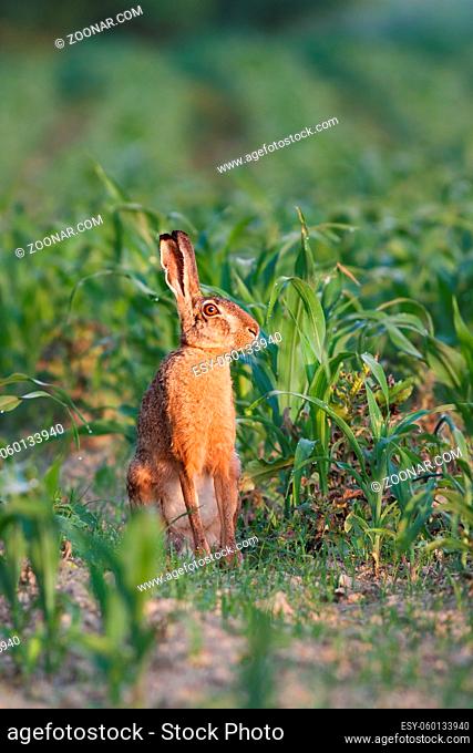 European brown hare, Lepus europaeus at down. Wild animal on corn field with soft orange light of sunrise