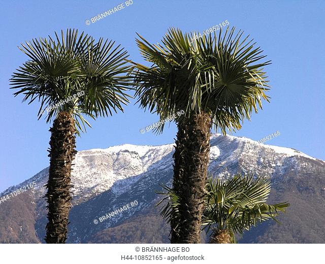 10852165, Switzerland, Windmill palm, Trachycarpus