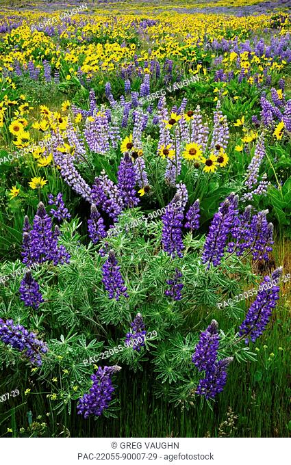 Washington, Columbia River Gorge National Scenic Area, Dalles Mountain Road, Field of Lupine and Balsamroot