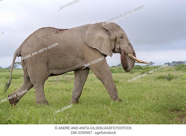 African elephant (Loxodonta africana) bull walking on savanna, Amboseli national park, Kenya