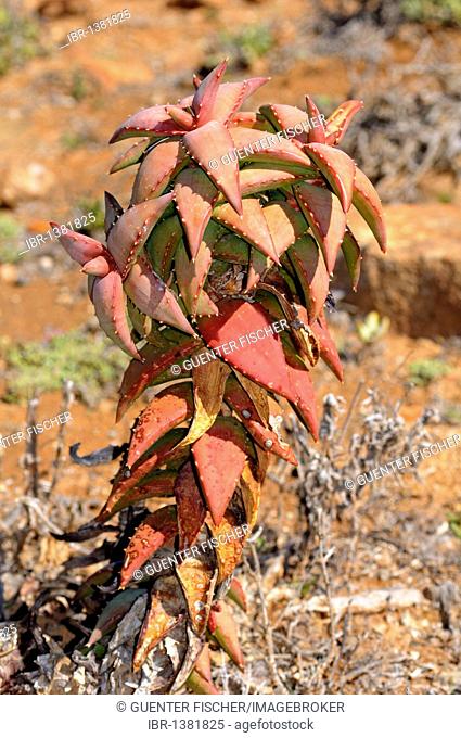 Pearson's aloe (Aloe paersonii), Helskloof Pass, Richtersveld, South Africa