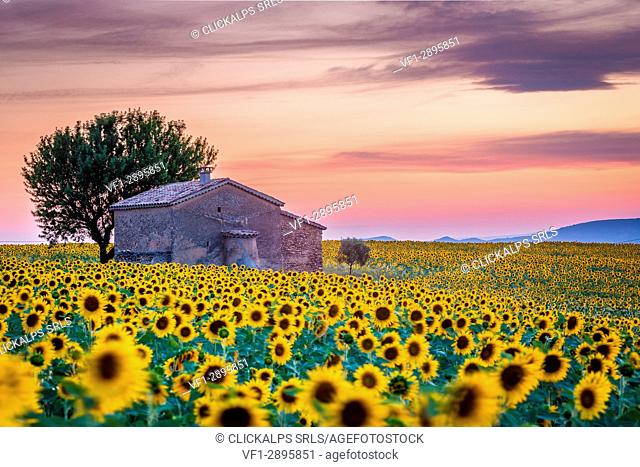 Sunflowers field in Valensole, Provence. France