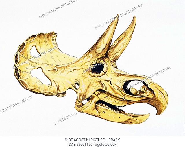 Triceratops skull (Triceratops horridus), Ceratopsidae, Late Cretaceous. Artwork by Tony Jackson-Black Hat