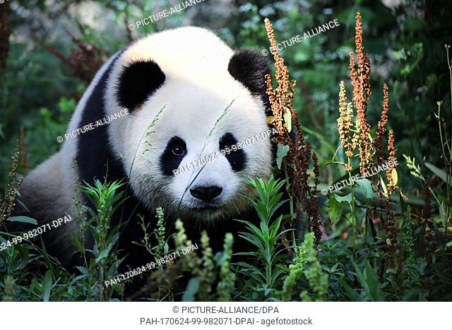 HANDOUT - A handout picture dated 07 June 2017 shows the giant panda ""Meng Meng"" (Little dream) in breeding station in Chengdu
